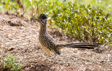 Roadrunner Bird Hunting Insects