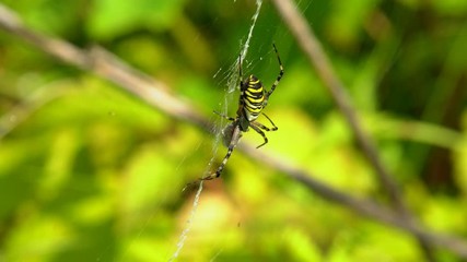 A large furry spider, with a beautiful pattern on the surface, sits on its web. In the garden on the bushes a large web with a spider predator.