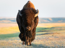 Bison In The Prairies