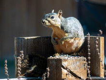 Texas Fox Squirrel Eating Bird Seed In Backyard