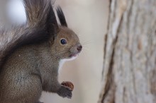 Hokkaido Squirrel On Tree In Sapporo, Japan　クルミとエゾリス　北海道札幌
