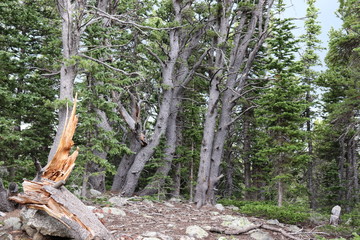 A Rocky Mountain Hiking Trail