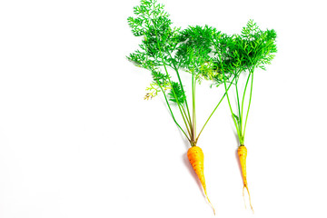 Wall Mural - fresh carrot  isolated on white background