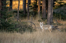 A Coyote In Banff, Canada
