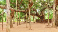 A Beautiful Specimen Of An Old Indian Banyan Tree (Latin - Ficus Benghalensis), Which Produces Aerial Prop Roots That Grow Into Many New Trunks. Shot In A Public Space In Auroville, India.