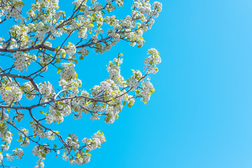 Apple blossoms against a bright blue sky.