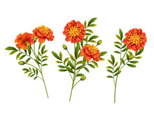 Marigold Flowers Vector