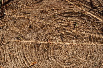 Wood texture, woodcut circular section with annual rings , natural background.