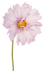 cosmos flower isolated