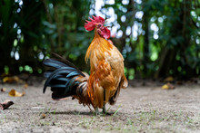 Rooster Crows. Big Rooster Crowing On The Ground Of Farm. Horizontal Photo Of A Male Colorful Rooster Crowing With Tree Bokeh Background. Rooster Stands And Crowing In The Countryside.