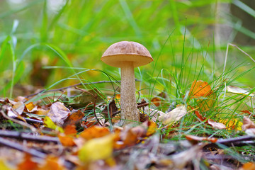 Sticker - Birkenpilz im Wald- birch boletus in forest