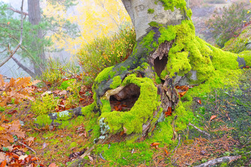 Sticker - Buche Wurzel - old beech root in forest