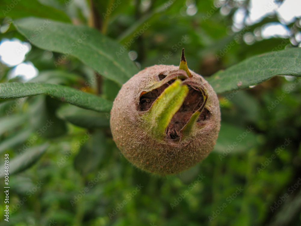 Mespilus Close up of a single Fruit of Mespilus germanica, also named common ...