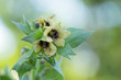 Hyoscyamus niger, commonly known as henbane, black henbane or stinking nightshade, is a poisonous plant in the family Solanaceae. flowers of Black henbane with blurred background. 
