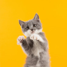 Cute gray kitten funny and fun playing and dancing on a yellow background.