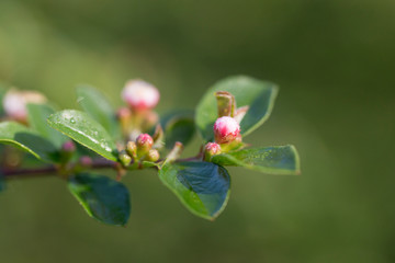 Wall Mural - Cotoneaster integerrimus, the common cotoneaster, is a species of Cotoneaster native to central and eastern Europe. Branches with common cotoneaster flowers. 