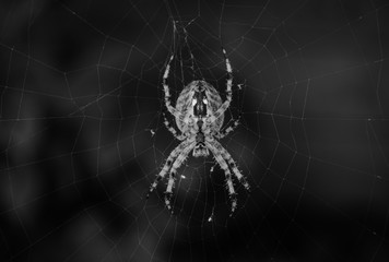 spider on the web Araneus diadematus close up. black and white