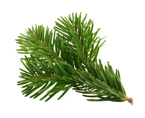 Fir tree branch isolated on white