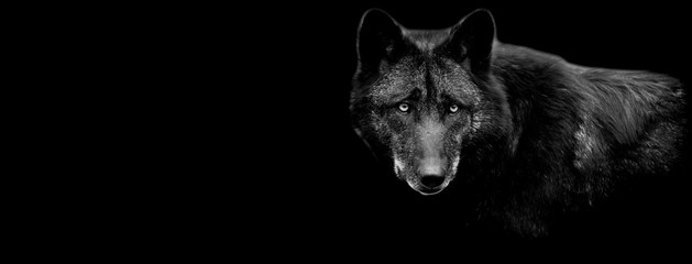 Leinwandbilder - Black wolf with a black background