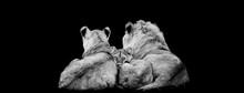 Lion Family Lying With A Black Background