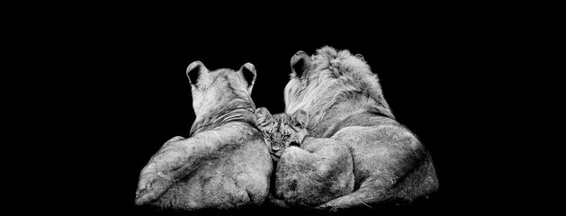 Wall Mural - Lion family lying with a black background