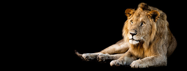 Lion lying with a black background