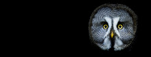 Owl With A Black Background