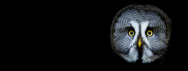 Canvas Print - owl with a black background