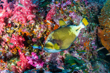 Large Titan Triggerfish feeding on a colorful tropical coral reef