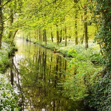 Peaceful River In A Spring Forest With Blooming White Flowers. Wild Garlic (Allium Ursinum) In Stochemhoeve, Leiden, The Netherlands