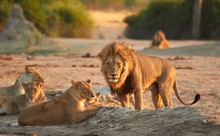 Pride Of Savuti Lions, Botswana