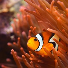 Wall Mural - Amphiprion Ocellaris Clownfish In Marine Aquarium