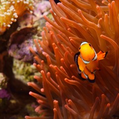 Wall Mural - Amphiprion Ocellaris Clownfish In Marine Aquarium