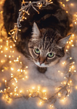 Brown Marble Tabby Cat With Green And Yellow Eyes Laying On Snow With Christmas Yellow Light