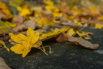 Autumn nature outdoor plant blossom