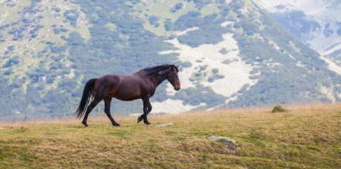 Wall Mural - Wild brown horse in the Transylvanian Alps in summer