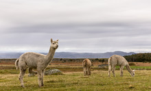 Alpacas, Vicugna Pacos, In The Beautiful Landscape Of Lista, Norway.