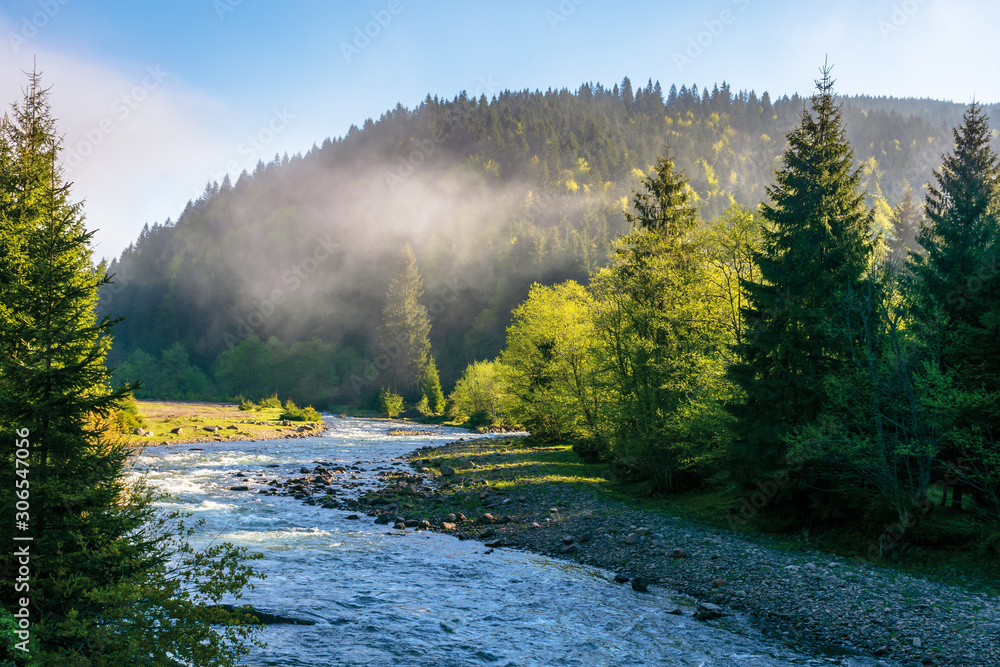 mountain river among the forest. wonderful nature scenery on a misty sunrise in springtime. waters of a rapid flow in morning light. estuary of tereblya and ozeryanka rivers