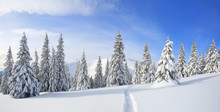 Panorama Is Opened On Mountains, Fluffy Fir Trees Covered With White Snow, Lawn And Blue Sky With Clouds. Winter Forest. The Wide Trail. Location Place Carpathian, Ukraine, Europe.
