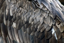 Golden Eagle Wing Feathers Close Up