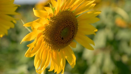 Fotomurales - The bees and insects are swarming the yellow sunflower in the evening with golden light. VDO 4K