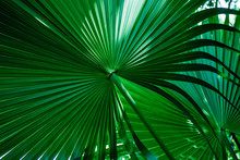 Tropical Palm Leaf And Shadow, Abstract Natural Green Background, Dark Blue Tone