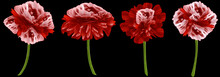 Set Watercolor Red Flowers.  Red Peony, Rose, Daisy  On Black Background. For Design. Nature.