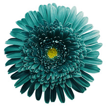 Gerbera Flower Turquoise. Flower Isolated On White Background. No Shadows With Clipping Path. Close-up. Nature
