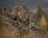 Mountain Lion Dee Dee Triple D Montana USA