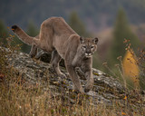 Mountain Lion Dee Dee Triple D Montana USA