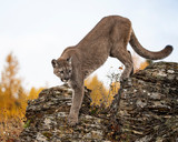 Mountain Lion Dee Dee Triple D Montana USA