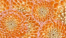 Floral Orange -green Background. Flowers  Dahlias Close-up.  Flowers Composition. Nature.