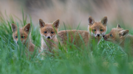 Wall Mural - Four curious Red Fox Kits peeking out from the grass.
