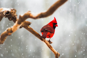 cardinal on a tree branch in a snow storm